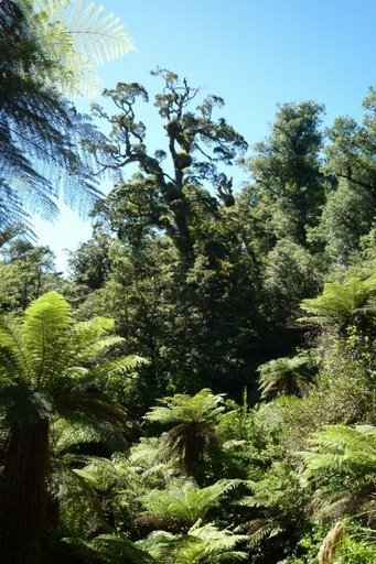 [Forest,_Te_Urewera.JPG]