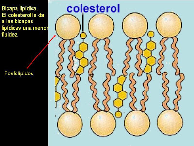 Esteroides colesterol funcion
