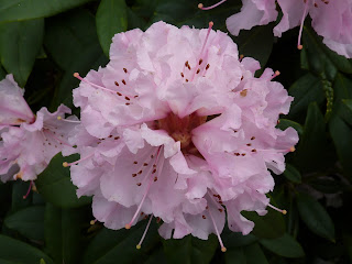 Fresh Rhodedendron Bloom at Myerscough College Gardens