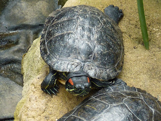 Terrapins in the Tropical Zone at Myerscough College Plant World