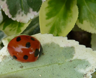A glossy ladybird