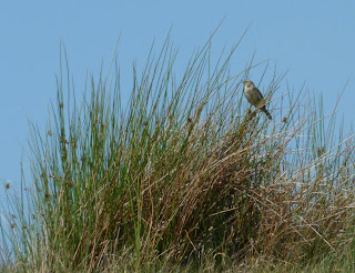 Meadow Pipit