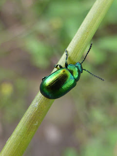 Metallic green beetle