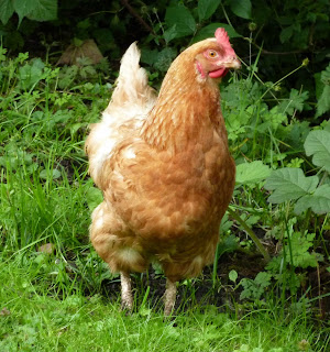 Free Range Chicken