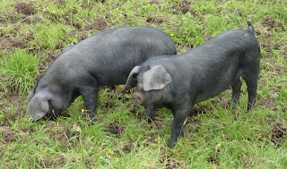 Black Pigs