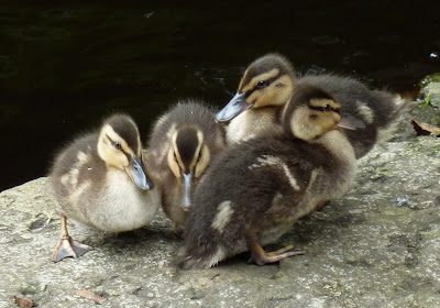 Ducklings at Calder Vale Mill Pond