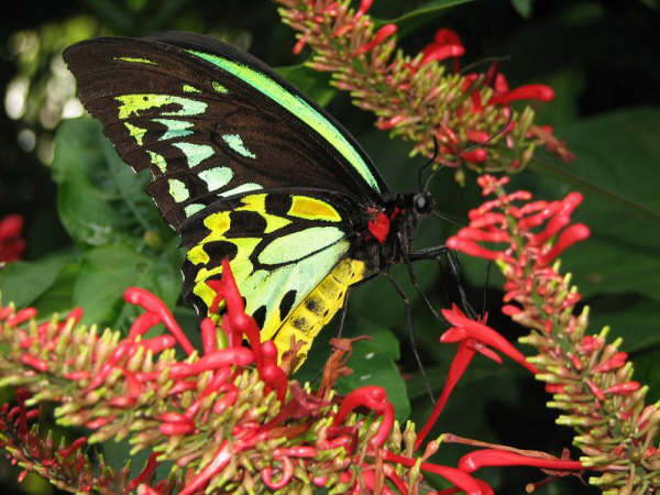 [God's_favorite_butterfly.JPG]