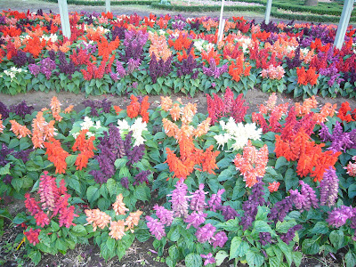 boquete coffee flower fair @ marielscastle.blogspot.com