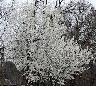 cherries in College Park