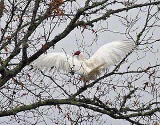 white vulture by Anna de Guzman Lewis