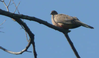 mourning dove