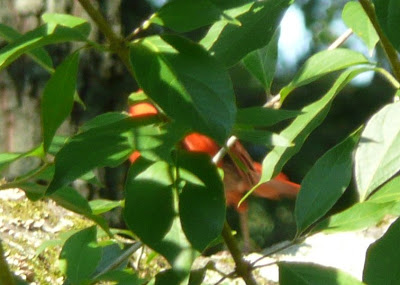 a glimpse of red