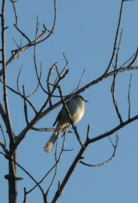 mockingbird