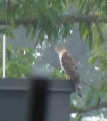 red-tailed hawk