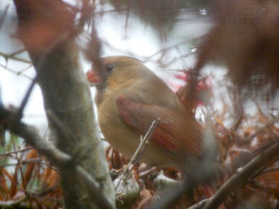 female cardinal