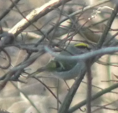golden-crowned kinglet