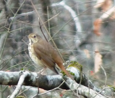 hermit thrush