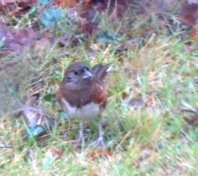 female towhee