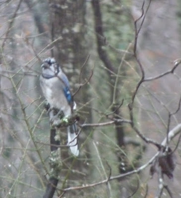 blue jay