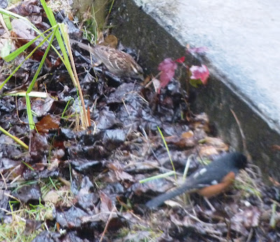 towhee and white-throated sparrow