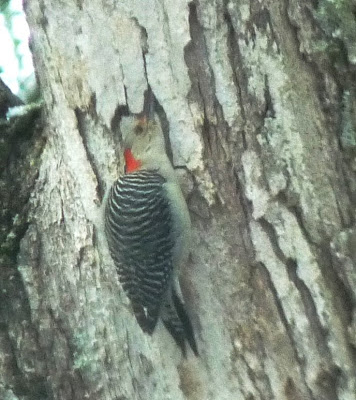female red-bellied woodpecker