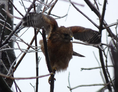 red-shouldered hawk taking off