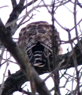 strikingly patterned back of red-shouldered hawk