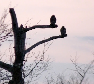pair of red-shouldered hawks at dawn