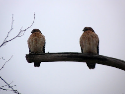 pair of red-shouldered hawkz