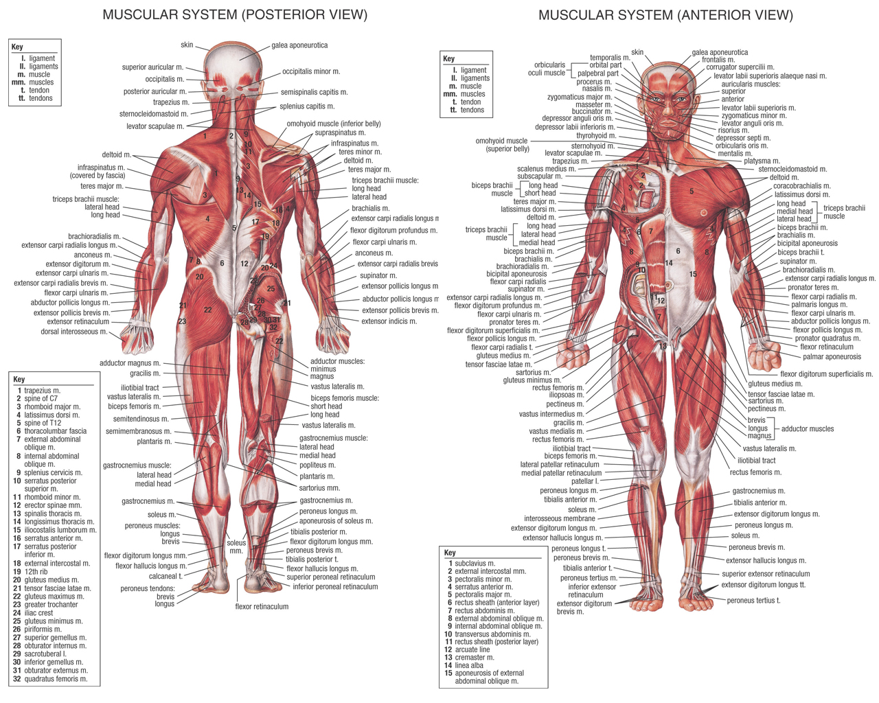 percentage of muscles in human body