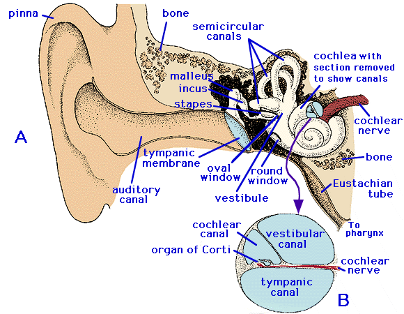 Human organs: Ear