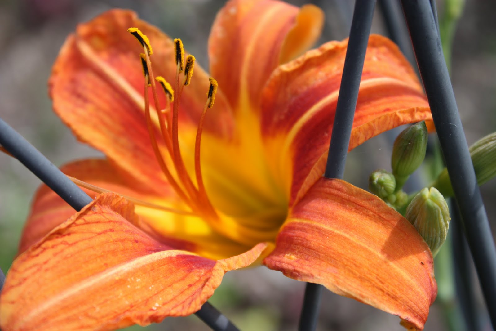APCS Edible Schoolyard Eating your Daylilies...