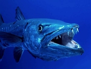 [barracuda-teeth.jpg]