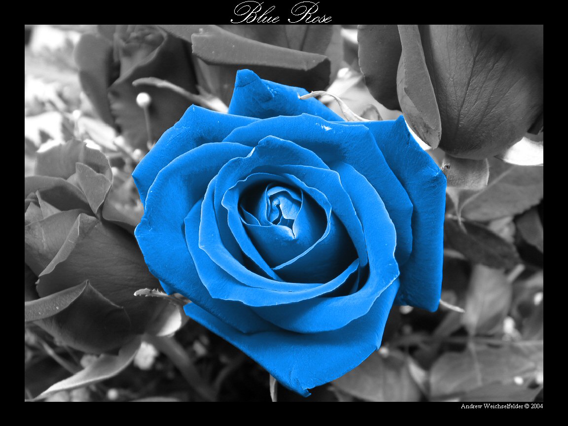 [Blue_Rose.jpg]