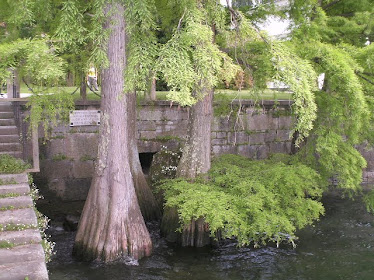 TAXODIUM DISTICUM