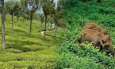 Thekkadi, Kerala Thekkadi, Kerala