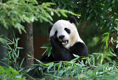 National Zoological Park - Pandas National Zoological Park - Pandas