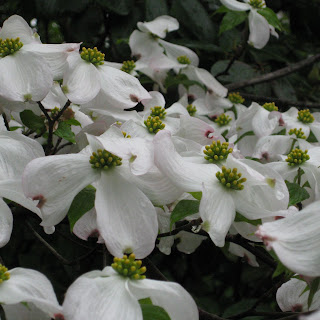 Dogwood+tree+leaves+drooping