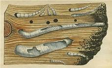 pictures of shipworms