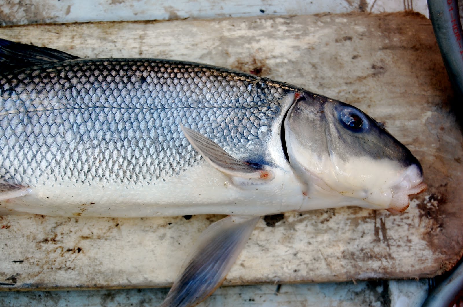 Comme un poisson dans l'eau en Abitibi: Ride sur la rivière Bourlamaque