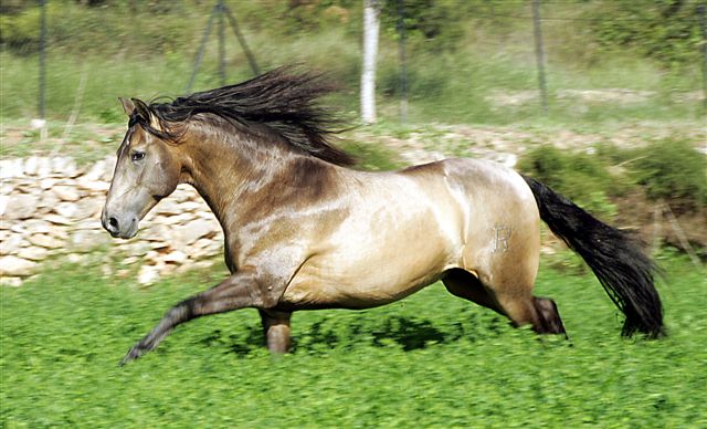 [CABALLLOS+JUNIO+2008+002.jpg]