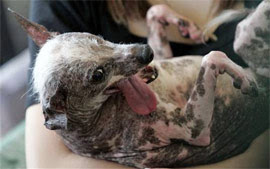 Cão medonho