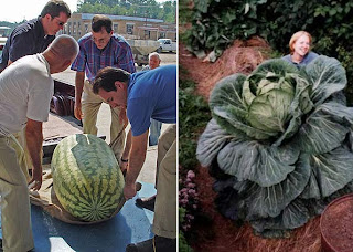 As maiores frutas e verduras do Mundo!, aqui no Muleque Doido