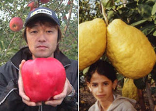 As maiores frutas e verduras do Mundo!, aqui no Muleque Doido