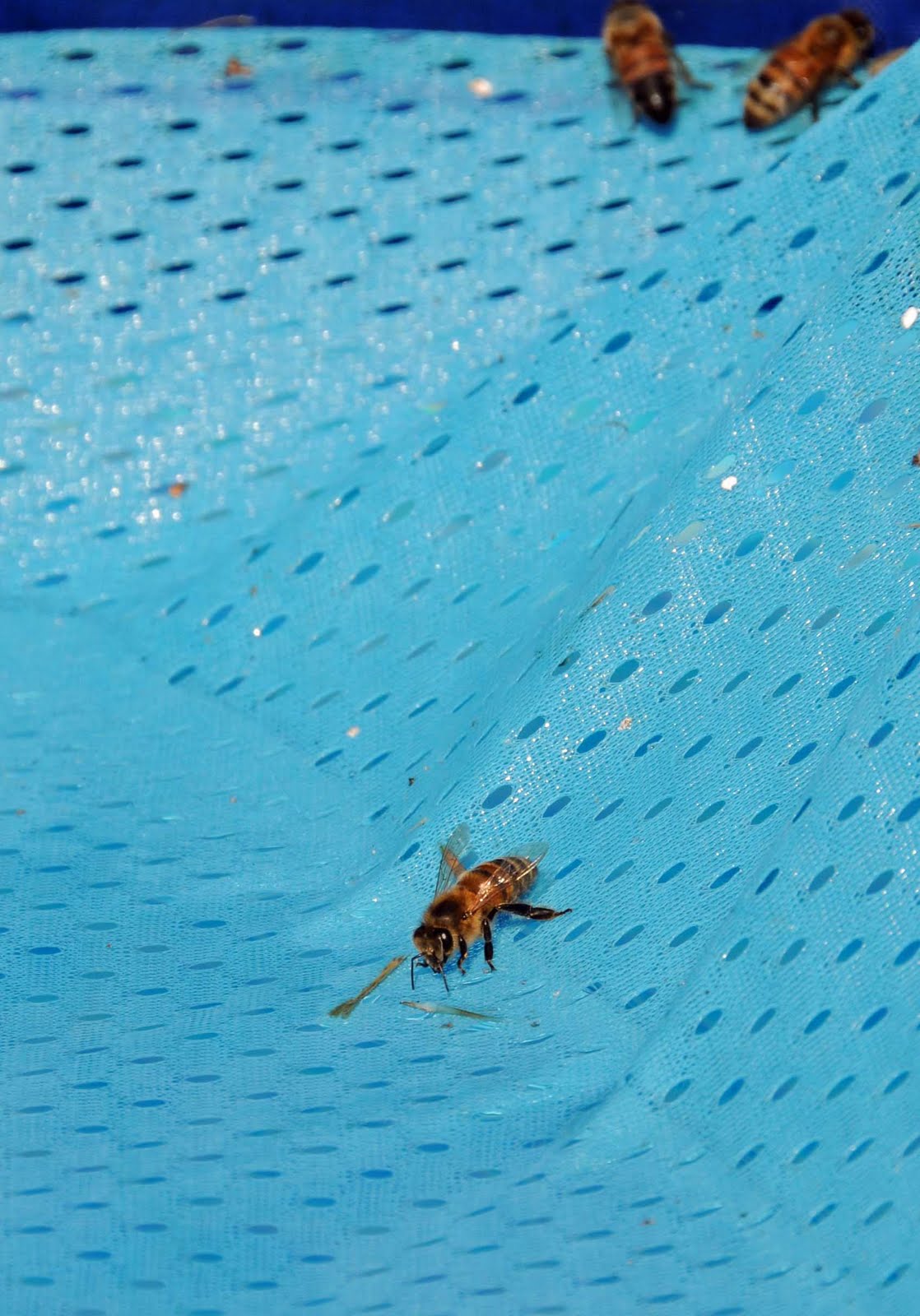 Punkin's Patch A Pool Of Bees