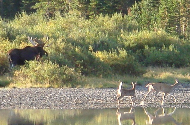 [moose+and+deer2.JPG]