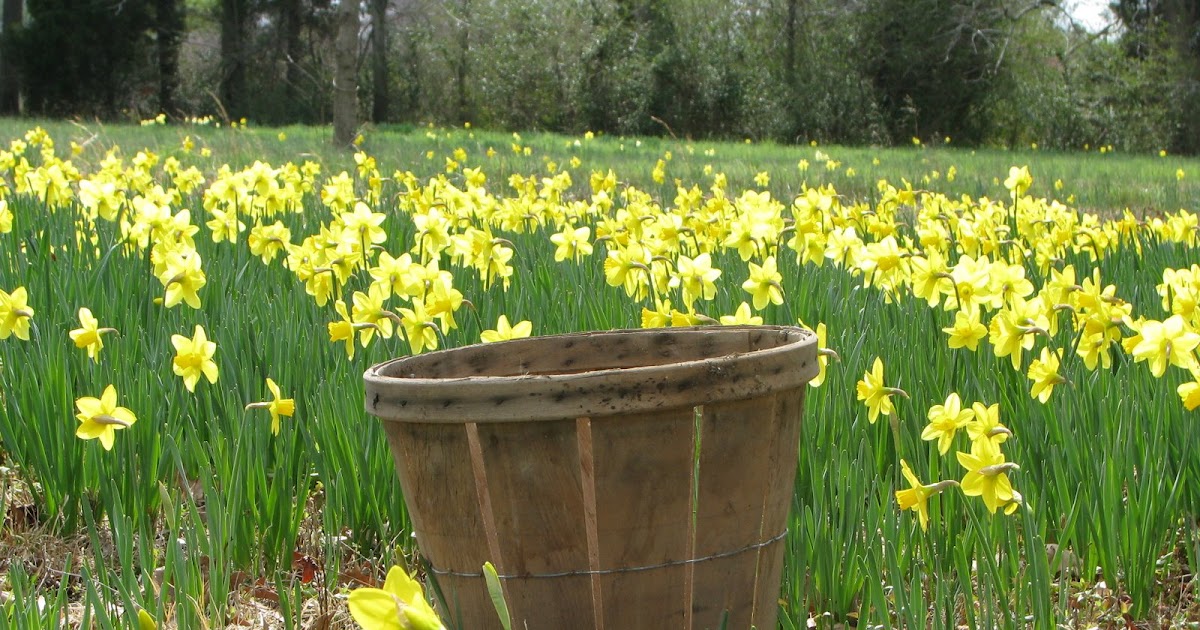 Life in Mathews Daffodils and Buttercups