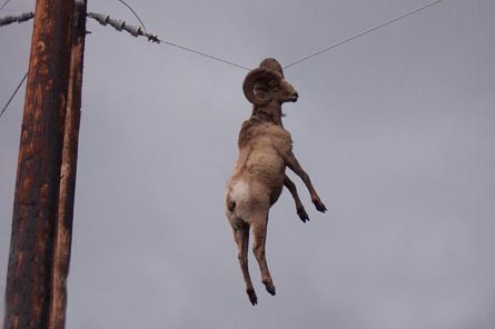 hanging+goat.jpeg