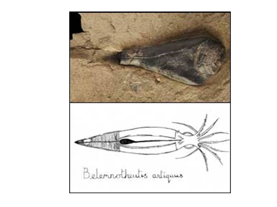 [BBC+fossil+squid.jpg]
