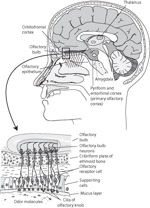 [Figure+9.4+Human+olfactory+system.bmp]